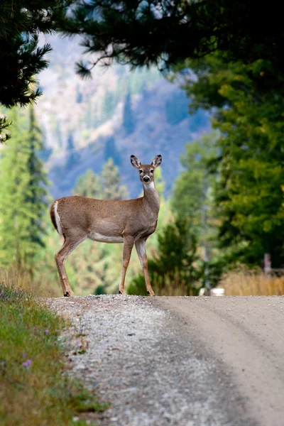 Deer by a dirt road.