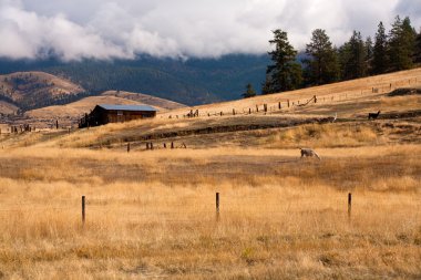 Montana'da homestead.