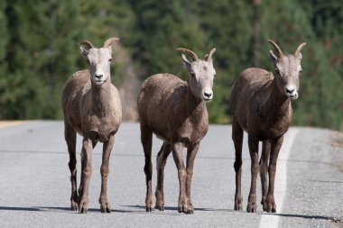 yol üzerinde üç bighorn koyun.