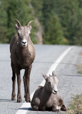 aşağı uzanmış bighorn kuzu.