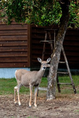 Deer in a yard. clipart