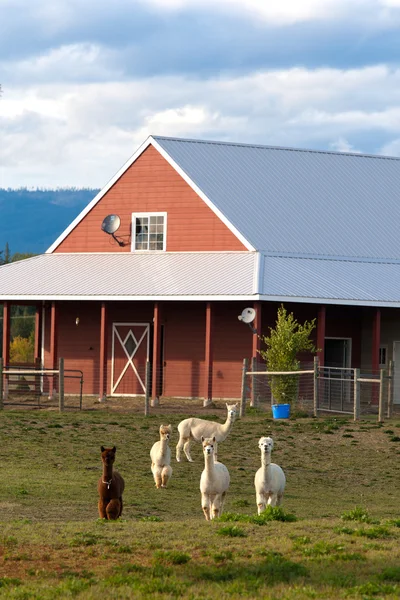 Alpaca's grazen op de boerderij. — Stockfoto