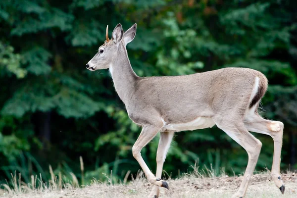 Side view of deer. — Stock Photo, Image