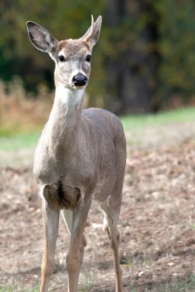 Deer with one antler. — Stock Photo, Image