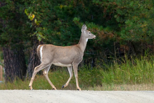 Walking deer. — Stock Photo, Image