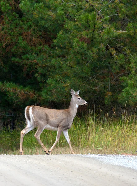 Deer crossing dirt road. — Stock Photo, Image