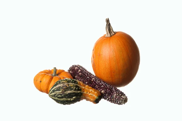 Pumkins, gourds, and corn. — Stock Photo, Image