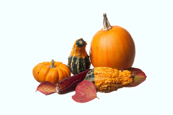 Pumpkins gourds, and leaves. — Stock Photo, Image