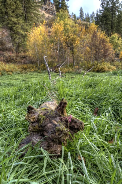 잔디에서 나무 그 루터 기. — 스톡 사진