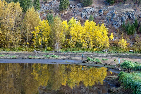 Reflectie van de gele bomen. — Stockfoto