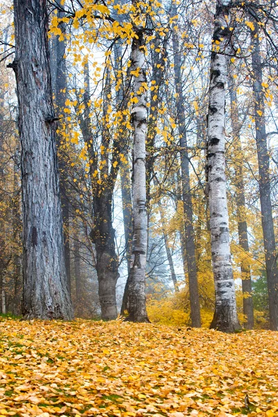 Aspen fák, a park. — Stock Fotó