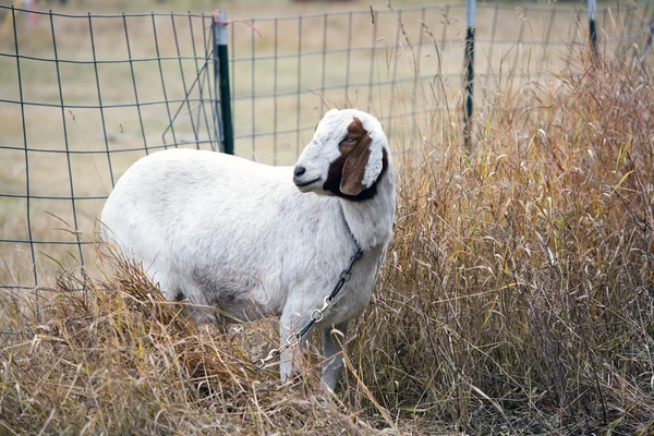 Goat in the grass by a fence. — Stock Photo, Image