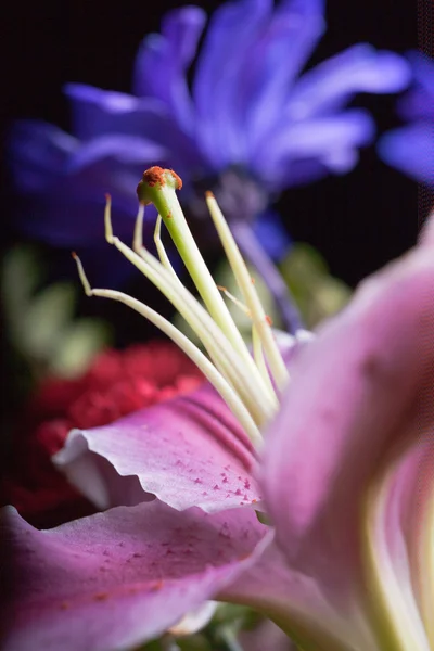 Parlak mor lily. — Stok fotoğraf