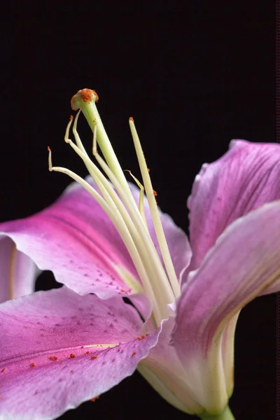 Bliska lilia. — Zdjęcie stockowe