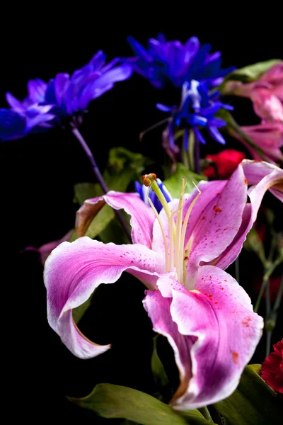 Lily en floral achtergrond. — Stockfoto