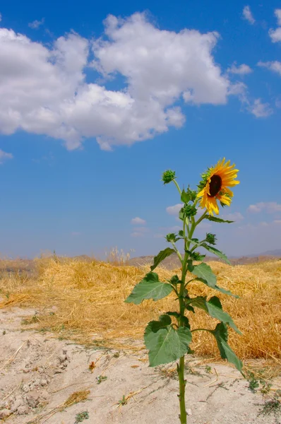 stock image One sunflower against the straw of the farm