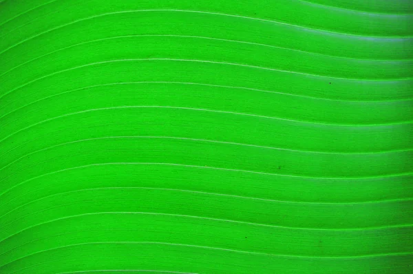 Фон текстури пальмового листя Ліцензійні Стокові Фото