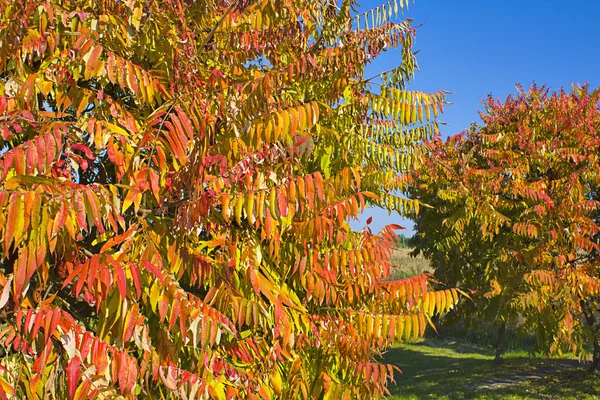 stock image Autumn Leaves