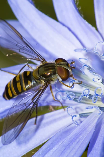 Hoverfly collecting Pollen — Stock Photo, Image