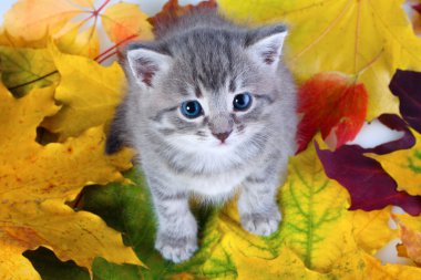 Gray kitty on yellow leaves clipart