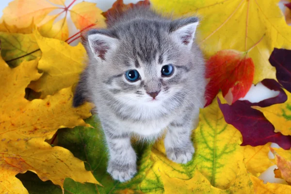 Gray kitty on yellow leaves — Stock Photo, Image