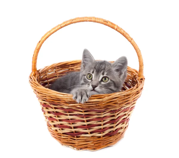Gray kitty in a basket — Stock Photo, Image