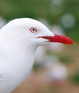 martı
