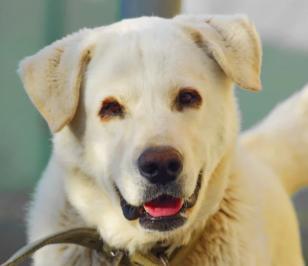 stock image Labrador