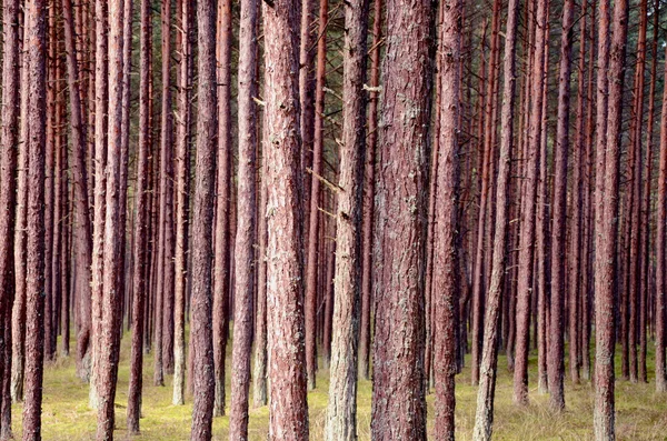 Kmeny borovic v lese — Stock fotografie