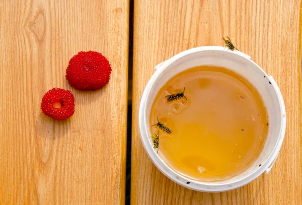 Mel de verão e vespas — Fotografia de Stock