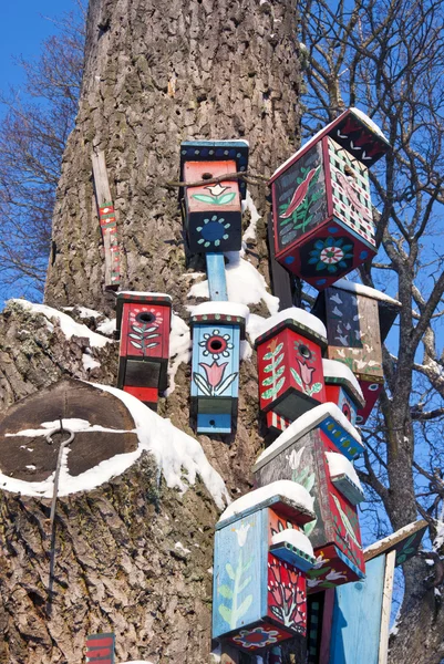 Pájaros pintados anidando-cajas en árbol — Foto de Stock