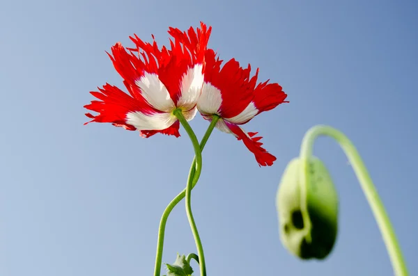 Deux fleurs de pavot mat — Photo