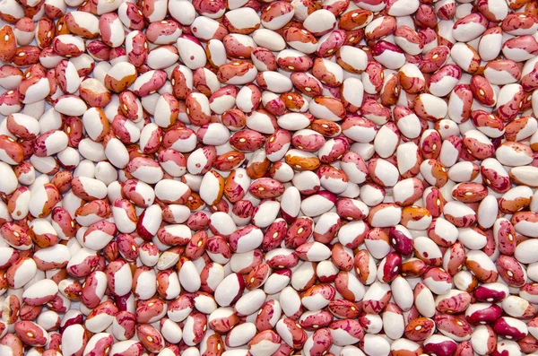 Summer end bean yeild background — Stock Photo, Image