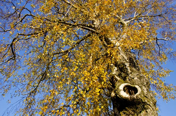 Alte Herbst-Birke und Himmel — Stockfoto