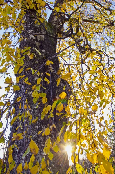 Old birch autumn foliage — Stock Photo, Image