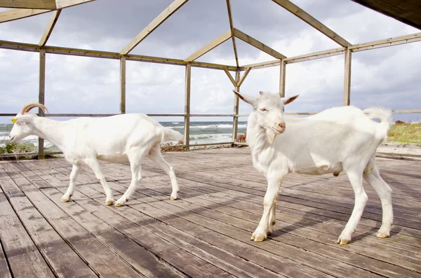 Две козы на морском курорте — стоковое фото
