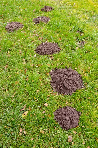 Molehills en la hierba en el jardín de otoño — Foto de Stock