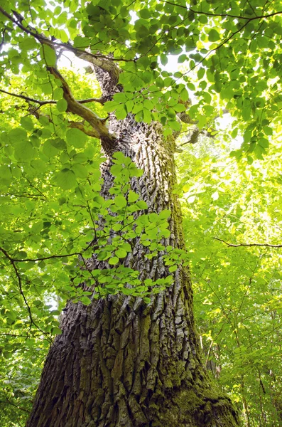 Gamla ek stammen och våren bladverk — Stockfoto
