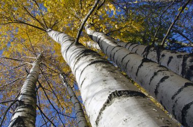 Autumn birches with golden foliage clipart