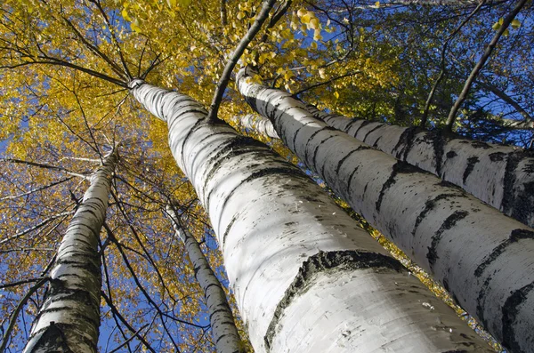 Autumn birches with golden foliage — Stock Photo, Image