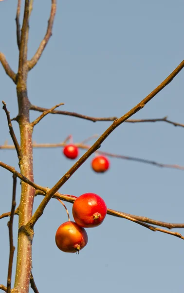 Sonbahar küçük ve kırmızı elmalar — Stok fotoğraf