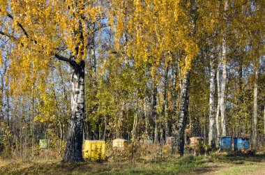 Apiary in the autumn clipart