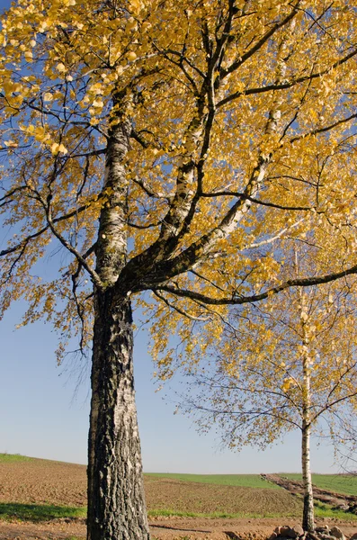 Landscape with two golden birches — Stock Photo, Image