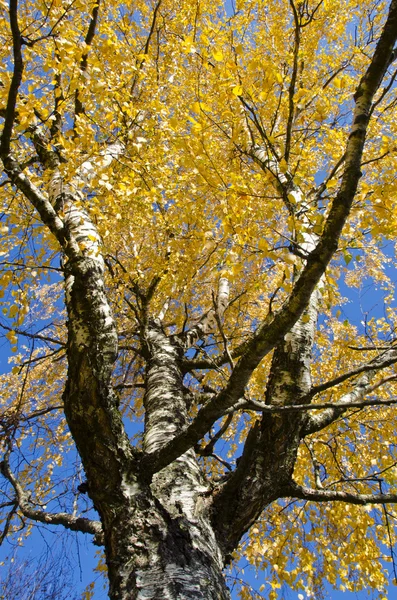 Października brzoza, gałęzi i liści złotych — Zdjęcie stockowe