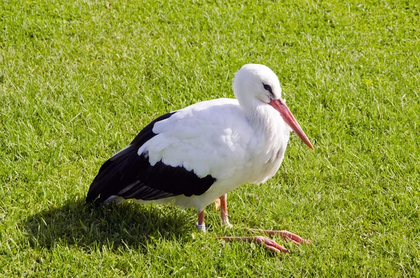 Sick white stork on grass — Stock Photo, Image
