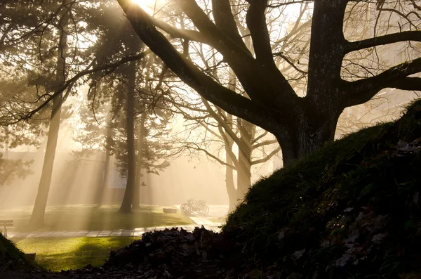 Podzimní ranní mlhy v parku — Stock fotografie