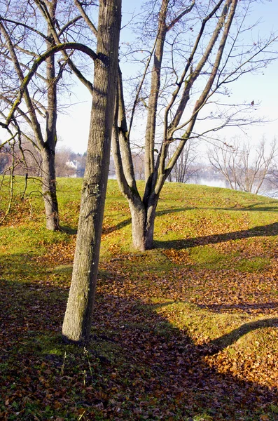 Podzimní krajina s stínů stromů — Stock fotografie