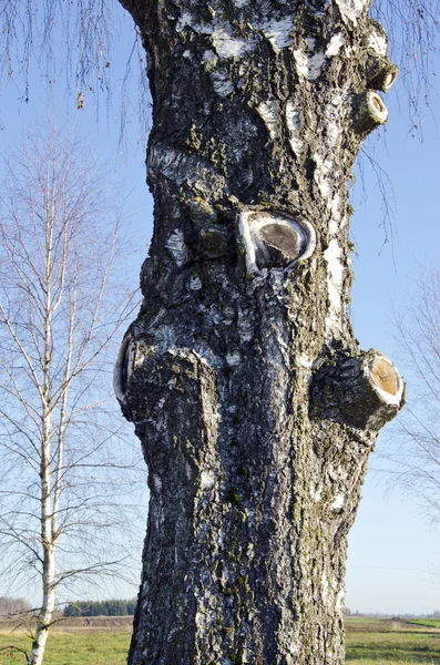 Stara i piękna birches — Zdjęcie stockowe