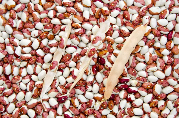 Podzimní fazole pozadí — Stock fotografie
