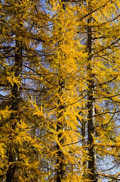Modrzew jesienny w parku — Zdjęcie stockowe